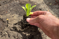 Lettuce Bundle: 12 Ready-to-Plant seedlings, Starts, Plugs, Garden Ready, Live Plants, Transplants, Pre-Sprouted, for Soil & Hydroponic Gardens