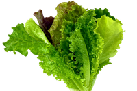 Lettuce Bundle: 12 Ready-to-Plant seedlings, Starts, Plugs, Garden Ready, Live Plants, Transplants, Pre-Sprouted, for Soil & Hydroponic Gardens
