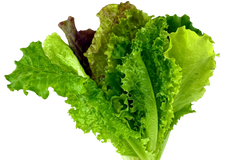Lettuce Bundle: 12 Ready-to-Plant seedlings, Starts, Plugs, Garden Ready, Live Plants, Transplants, Pre-Sprouted, for Soil & Hydroponic Gardens