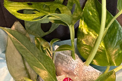 Houseplant cuttings box with monstera, hoya, pothos silver streak, golden pothos. Unrooted plant cuttings for propagation. Subscription box.