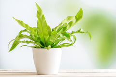 HOUSE PLANT BOX 2026 by My Garden Box