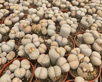 Monthly Premium Succulents