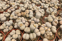 Monthly Premium Succulents
