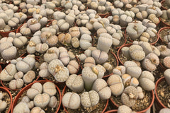 Monthly Premium Succulents