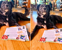A black and white dog, Banjo, showing off his letter with a wagging tail. He has a the letter and sticker in front of him. 