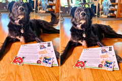 A black and white dog, Banjo, showing off his letter with a wagging tail. He has a the letter and sticker in front of him. 