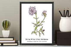 Beautiful Nature Sketch Crate watercolor and ink De La Mina Verbena framed in a black frame next to tiny potted cactus.