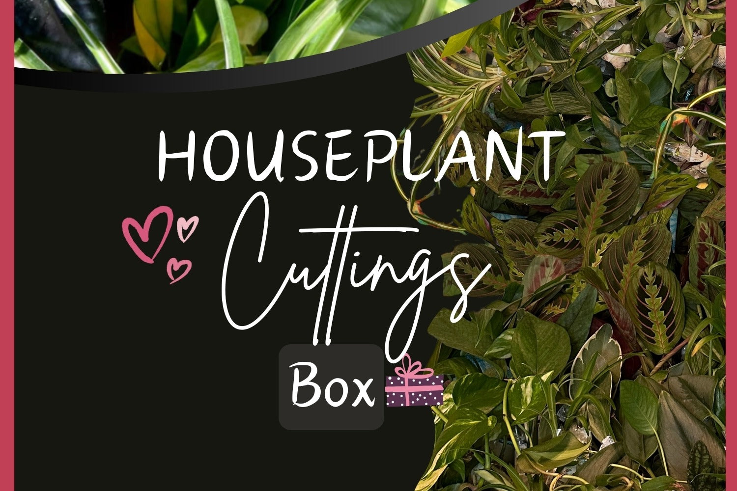 Houseplant house plant cuttings box. Unrooted plant cuttings clippings for water propagation. Subscription box. Plant gardener lover gift.