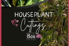 Houseplant house plant cuttings box. Unrooted plant cuttings clippings for water propagation. Subscription box. Plant gardener lover gift.