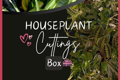 Houseplant house plant cuttings box. Unrooted plant cuttings clippings for water propagation. Subscription box. Plant gardener lover gift.
