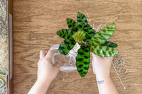 Plant Pet Club