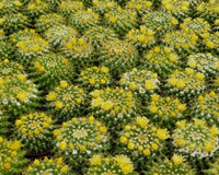 In the Spring, we will send Cacti with flowers, like these Mammillaria