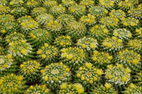 In the Spring, we will send Cacti with flowers, like these Mammillaria