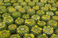 In the Spring, we will send Cacti with flowers, like these Mammillaria