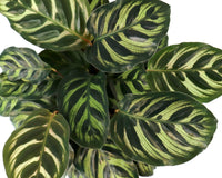 *NEW* KIDS GARDENING CLUB by My Garden Box