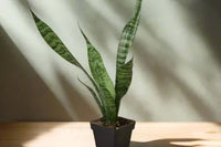 Snake Plant. Plant houseplant monthly subscription box delivered. House plant live plants sub box. Indoor plants. Variety box plants.