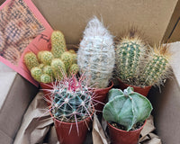 Monthly Cacti Box!
