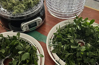 Piscean Untamed dehydration process for Wildcrafted Foraged herbs found locally here in North Florida. 