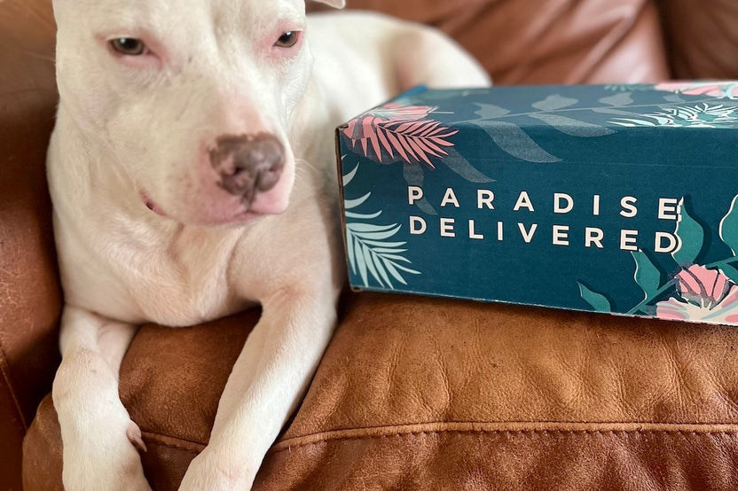 𝐃𝐨𝐠 𝐌𝐨𝐦 𝐌𝐲𝐬𝐭𝐞𝐫𝐲 𝐁𝐨𝐱 (10+ items for dogs & their amazing moms!)