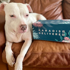 𝐃𝐨𝐠 𝐌𝐨𝐦 𝐌𝐲𝐬𝐭𝐞𝐫𝐲 𝐁𝐨𝐱 (10+ items for dogs & their amazing moms!)