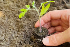 Herb Bundle: 12 Ready-to-Plant Seedlings, Starts, Plugs, Garden Ready, Live Plants, Transplants, Pre-sprouted, for Soil & Hydroponic gardens