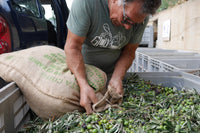 An olive farmer emptying the sacks of green olives into storage boxes before they are washed in the mill.
