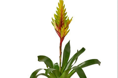 Plant Pet Club