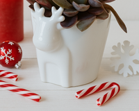 4 inch White Reindeer Head Ceramic Pot with Succulents Arrangement