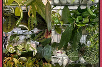 Gift for plant enthusiast. Variety box of houseplant cuttings, clippings, plant starts for propagation.