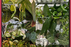 House Plant Cuttings Variety Box (Subscription)