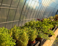 A photo of the greenhouse where the plants are kept. There are different spikemosses in the foreground with colorful plants in the backgroun