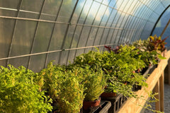 A photo of the greenhouse where the plants are kept. There are different spikemosses in the foreground with colorful plants in the backgroun