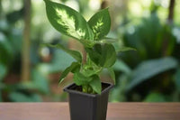 Potted Live Houseplant. Plant houseplant monthly subscription box delivered. House plant live plants sub box. Plants every month 2 inch 3 in