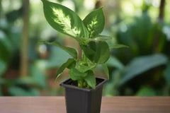 Potted Live Houseplant. Plant houseplant monthly subscription box delivered. House plant live plants sub box. Plants every month 2 inch 3 in