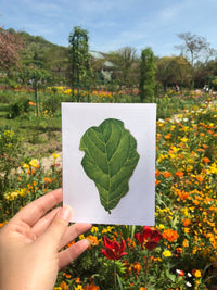 Fiddle Leaf Fig Plant (Oil Painting) Any Occasion Card