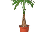 Plant Pet Club