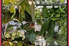 Houseplant cuttings box with cebu blue, silver streak, nerve plant, pearls jade. Unrooted plant cuttings for propagation. Subscription box.