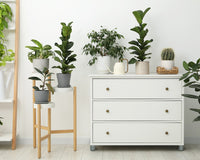 *NEW* THE PLANT CLUB 2025