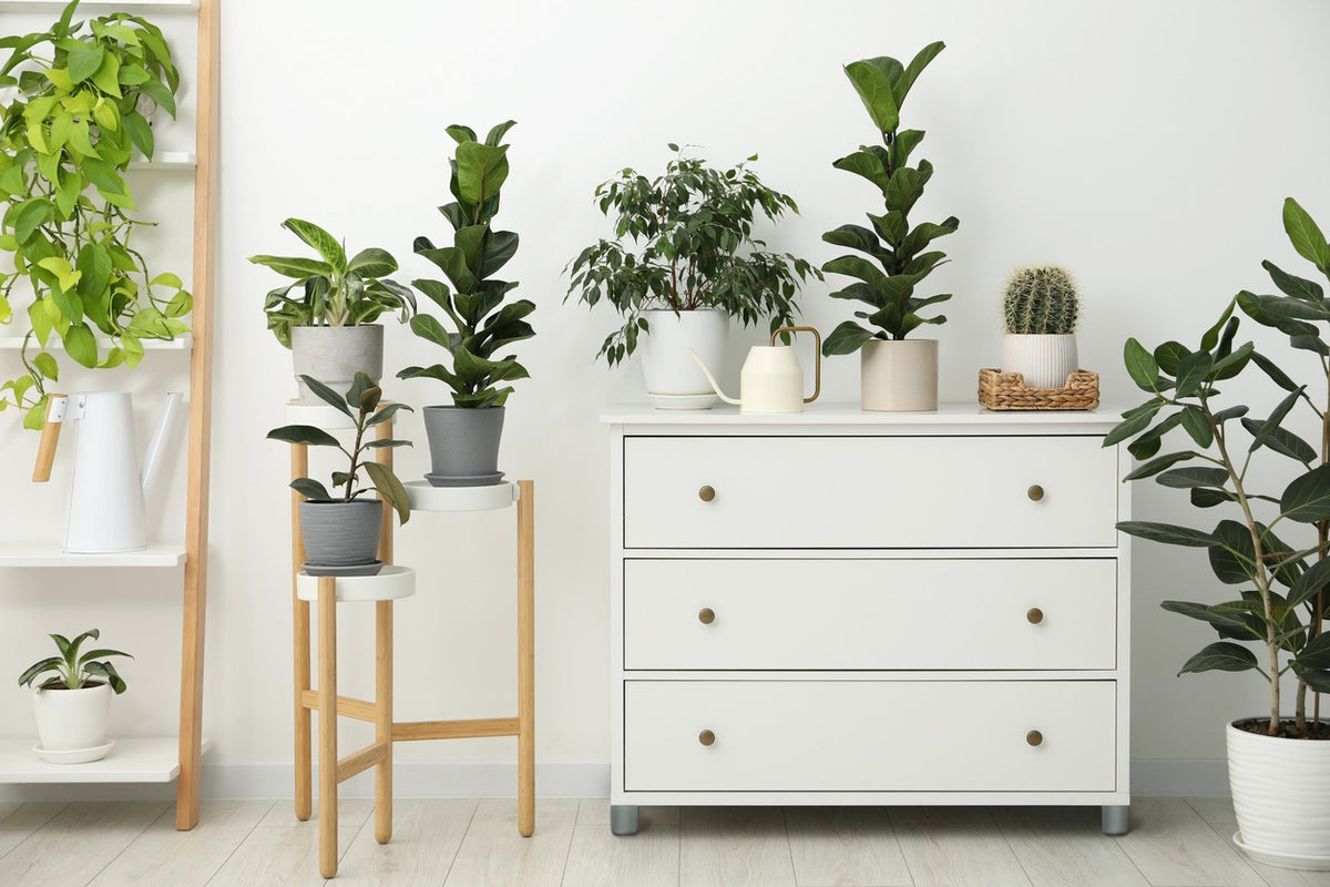 *NEW* THE PLANT CLUB 2025