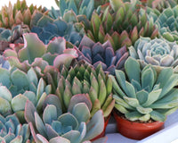 Monthly Mini Succulent Box