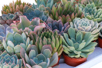 Monthly Mini Succulent Box