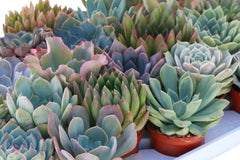 Monthly Mini Succulent Box