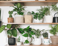 *NEW* PET FRIENDLY PLANT CLUB by My Garden Box