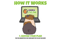 How It Works graphic showing a guinea pig beside a computer choosing a subscription plan that works best