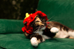 Feral Friends Monthly Cat Box. Spoil Yours. Feed a Feral Cat for 30 Days.