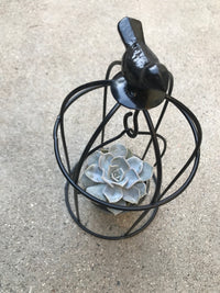 Birdcage Succulent