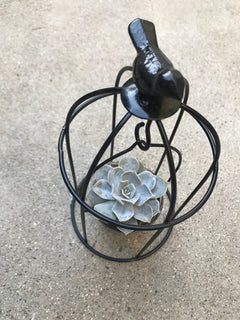 Birdcage Succulent