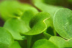 Gotu Kola has a rich history in Ayurveda; while it has many uses, it is used widely for its collagen producing properties.