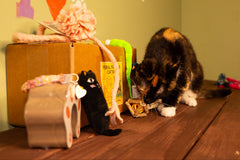 Feral Friends Monthly Cat Box. Spoil Yours. Feed a Feral Cat for 30 Days.