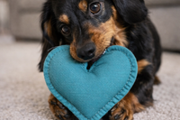 One time limited edition Wiener Love gift box featuring example dachshund themed Valentine items from the Cult of Wiener.